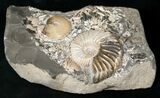 Beautiful Russian Deshayesites Ammonite #15589-2